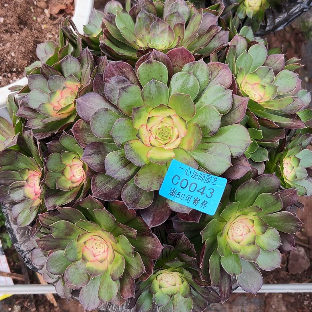 多肉植物0043墨染法师