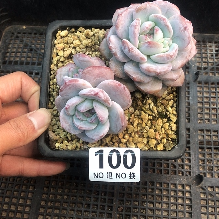 星影石榴籽福利出咯 100