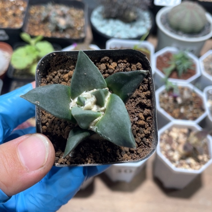 354实生岩牡丹植物