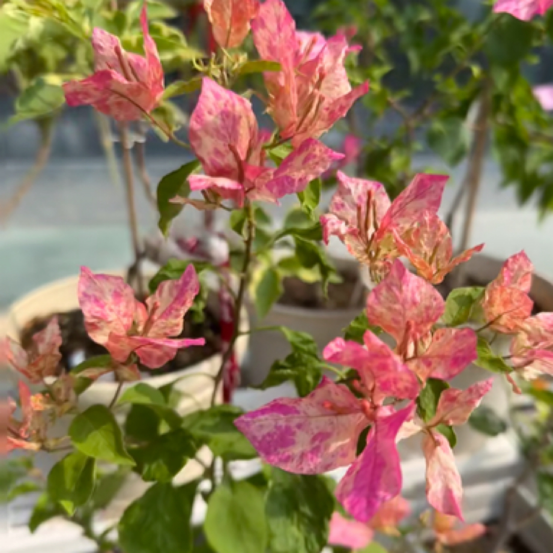 森朴【水·九月】原生扦插袋苗（包对版不包售后）