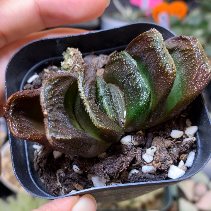 实生玉扇寿带盆土发货