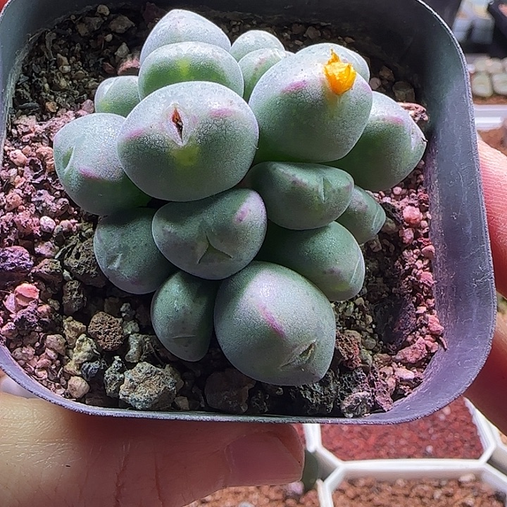 790有一头带奔的毛的口笛杂