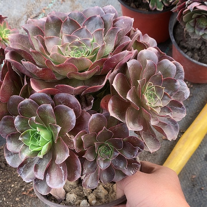 319魅金多肉植物