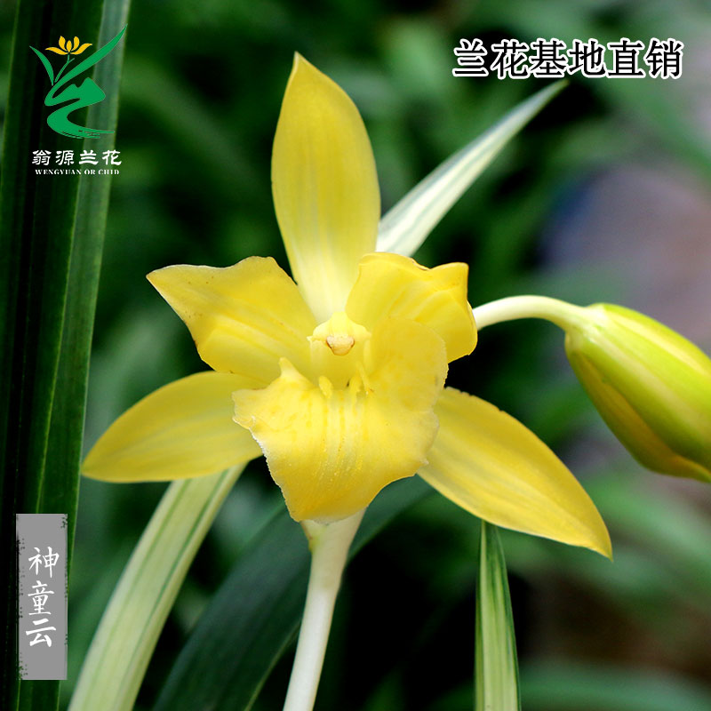 翁源兰花苗大花蕙兰年宵花神童云开花浓香好养室内外花卉绿植盆栽