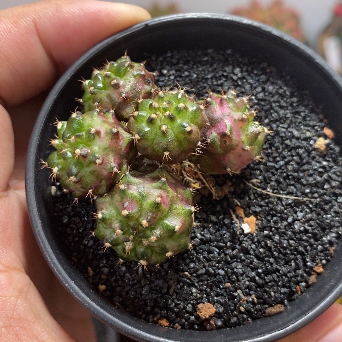 多头海神—脱土发货9