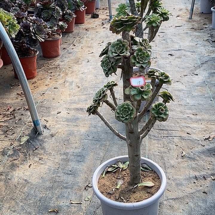 15，ｖ锦多肉法师多肉法师