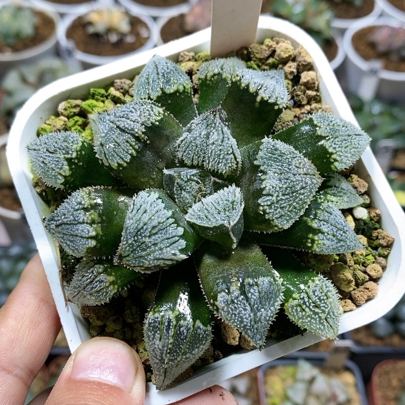 【闪购商品】182实生