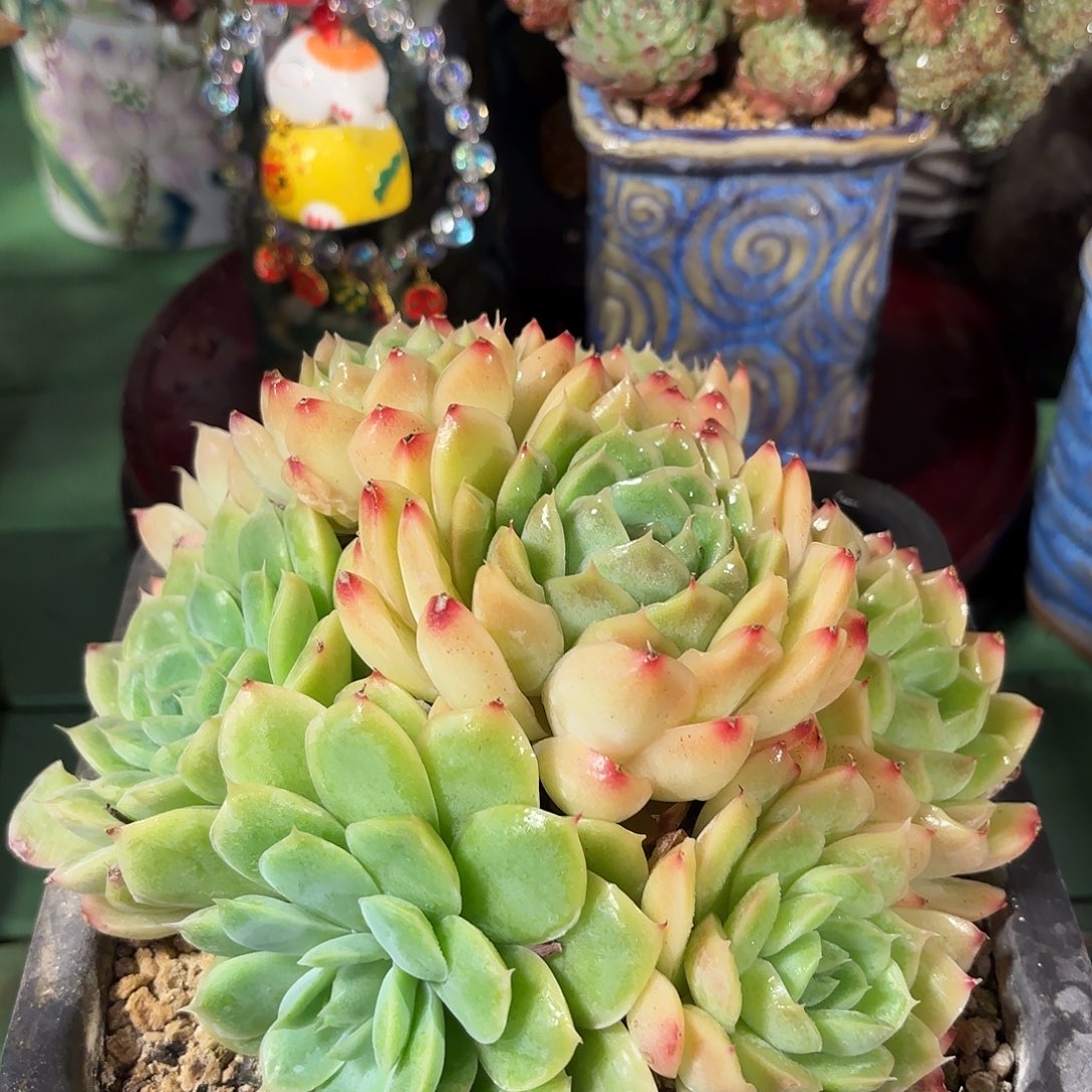 多肉植物啦啦啦啦