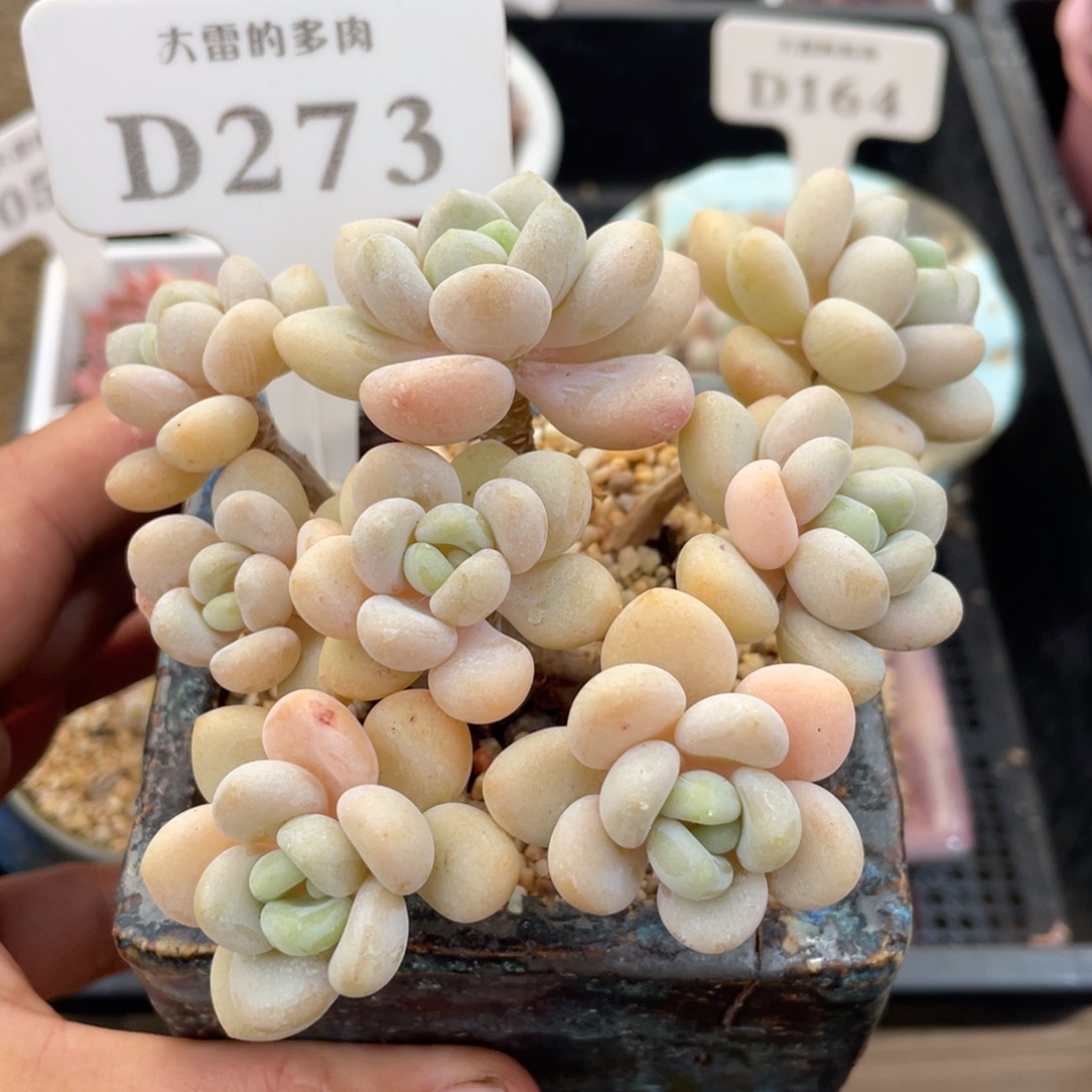 273白奶糖不带盆12厘米