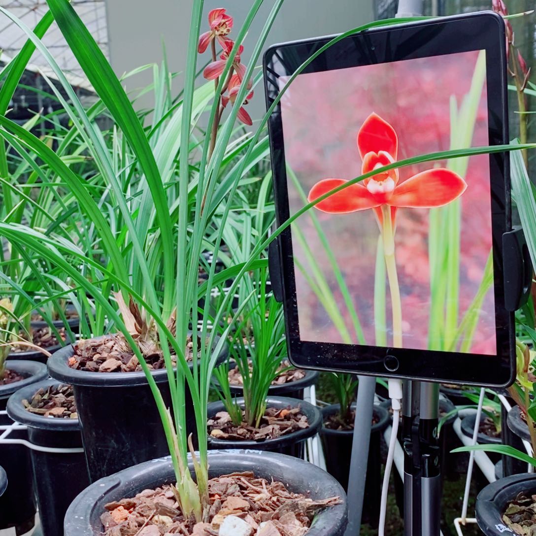 大部分花苞少量开放