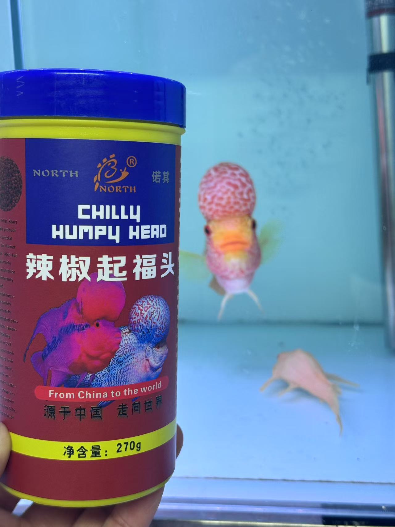 罗汉鱼鹦鹉鱼高蛋白营养增艳颗粒鱼粮助起头增色适用渔场