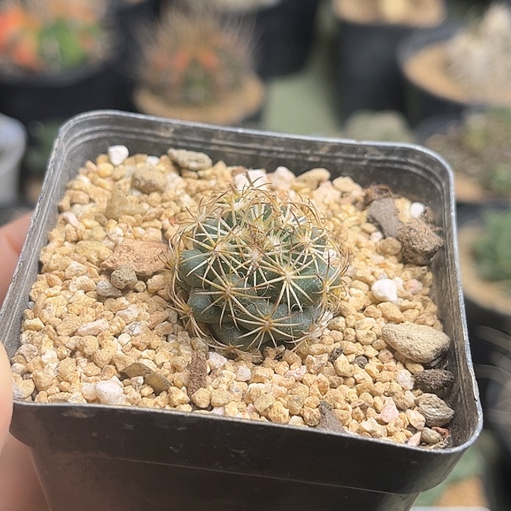 顶花球实生球一颗2.5公分左右