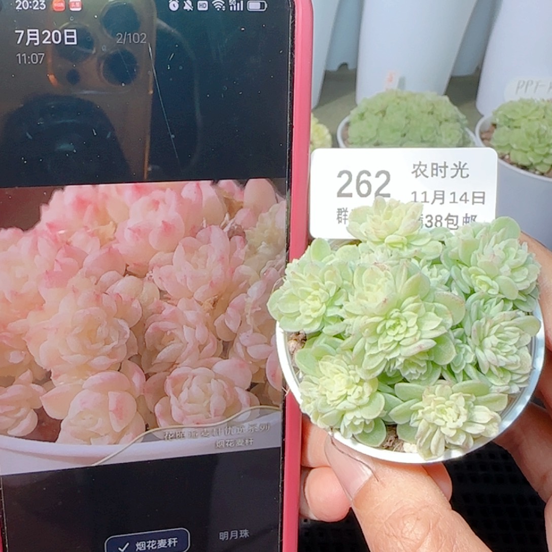 1114-262烟花麦杆