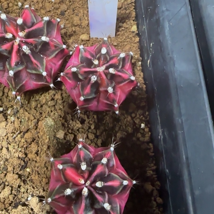 246-0117朝霞泰国发货多肉