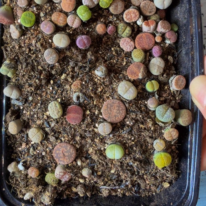 醉*恋多肉植物的生长发育195