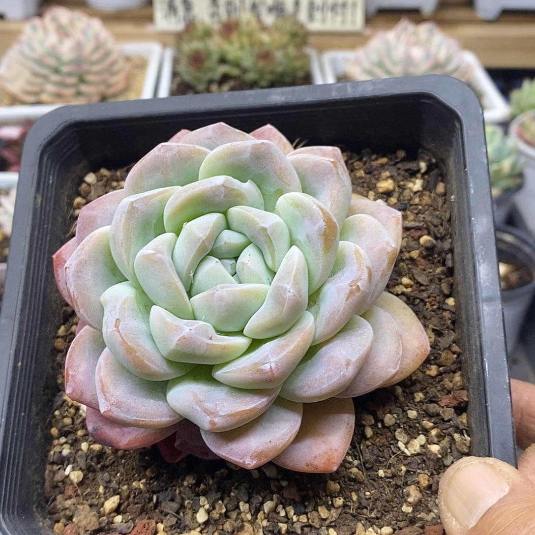 12190 精控冰玉大单头