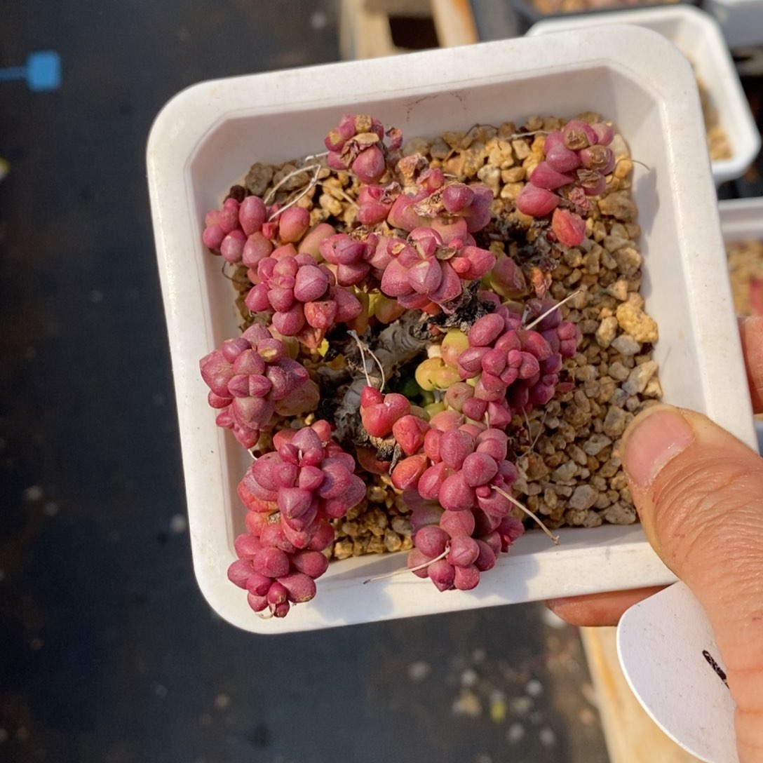 精品多肉一物一拍不包整107