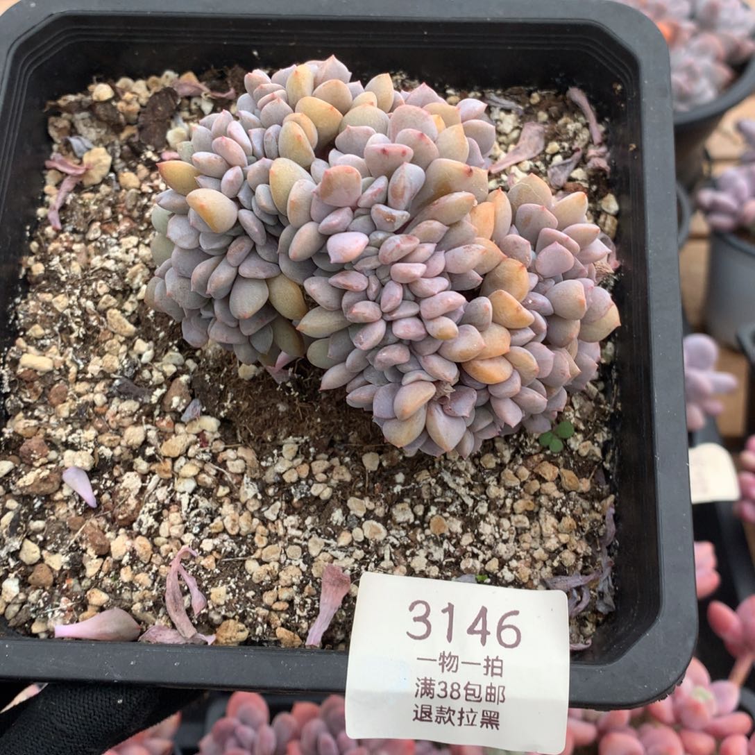 9厘米小树雪精灵缀多肉3146