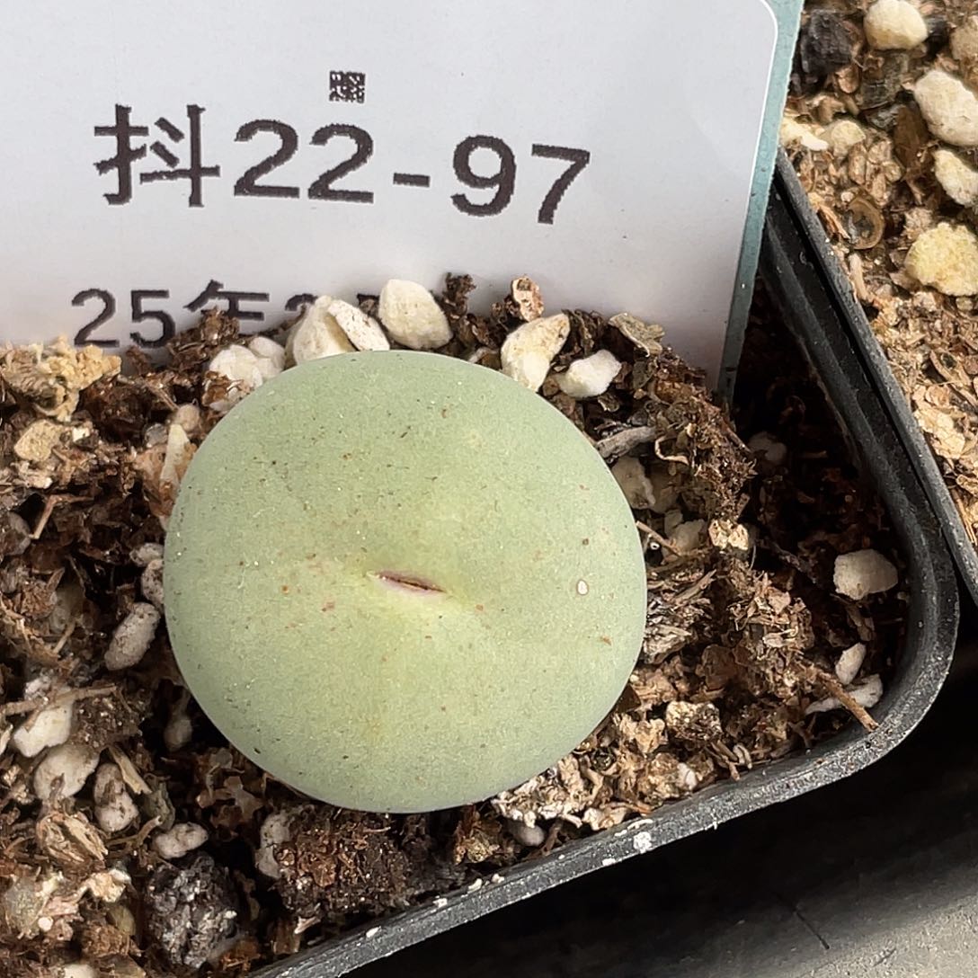 22-97嘴多肉植物