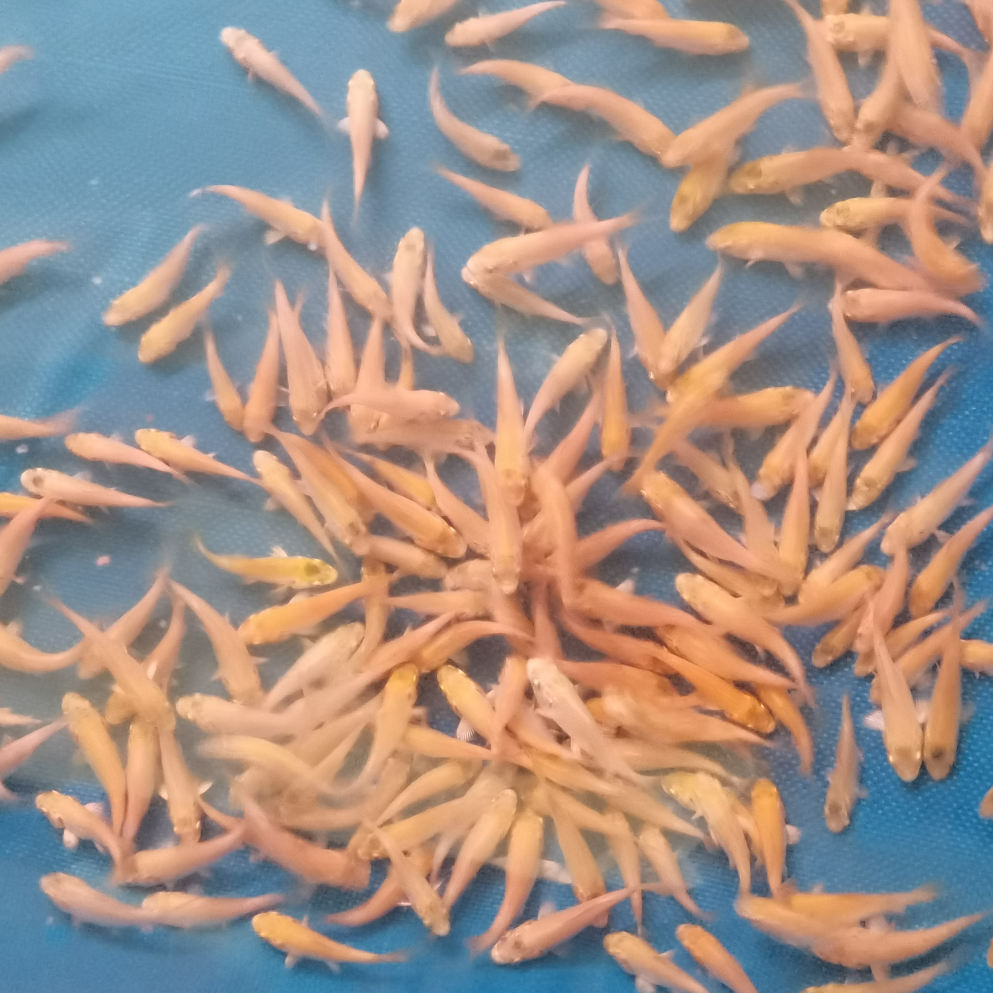 红普蝴蝶鲤4-5公分，5条备损1条，总发6条