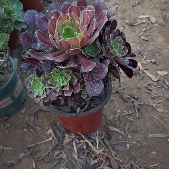 花纳加急发货法师8