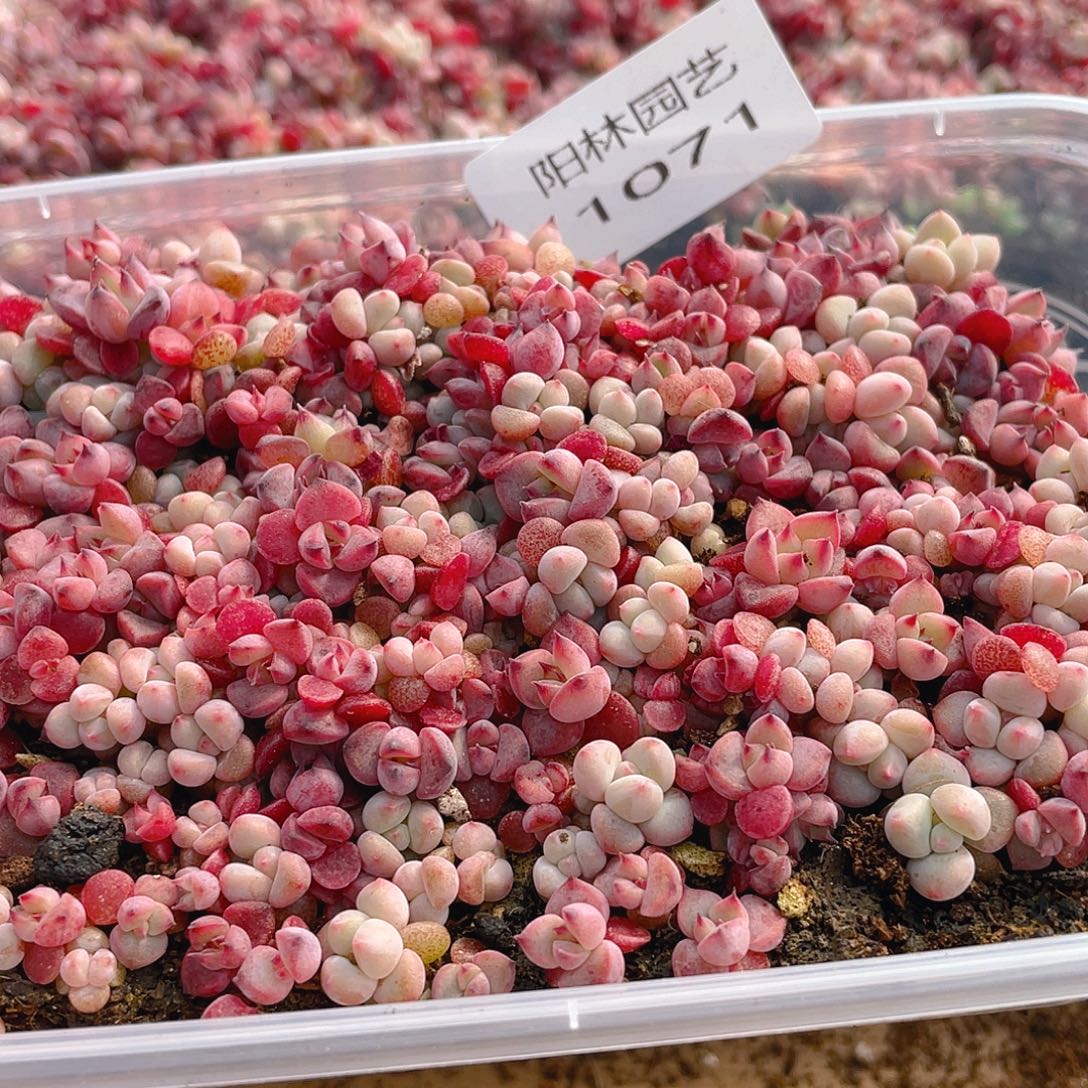 娜***幸多肉植物多肉植物1071