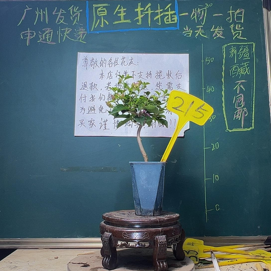 当前无花栽培后可以开花雪紫 方盆215