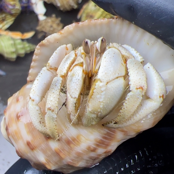 2.5口蓝白红海红海