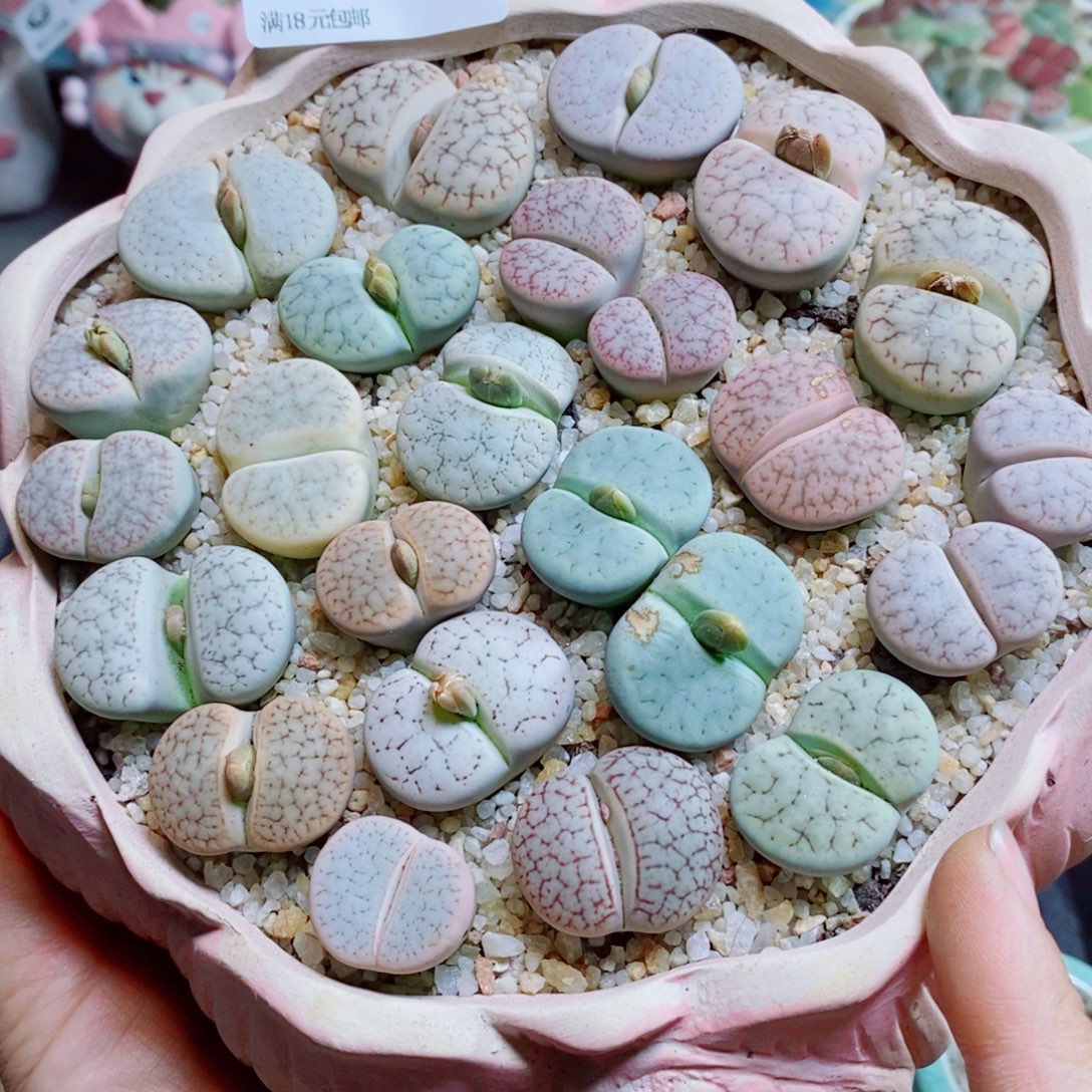 生石花花花花花花花花206