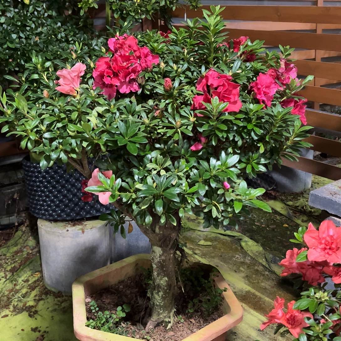 无花朵杜鹃盆景，杜鹃老桩