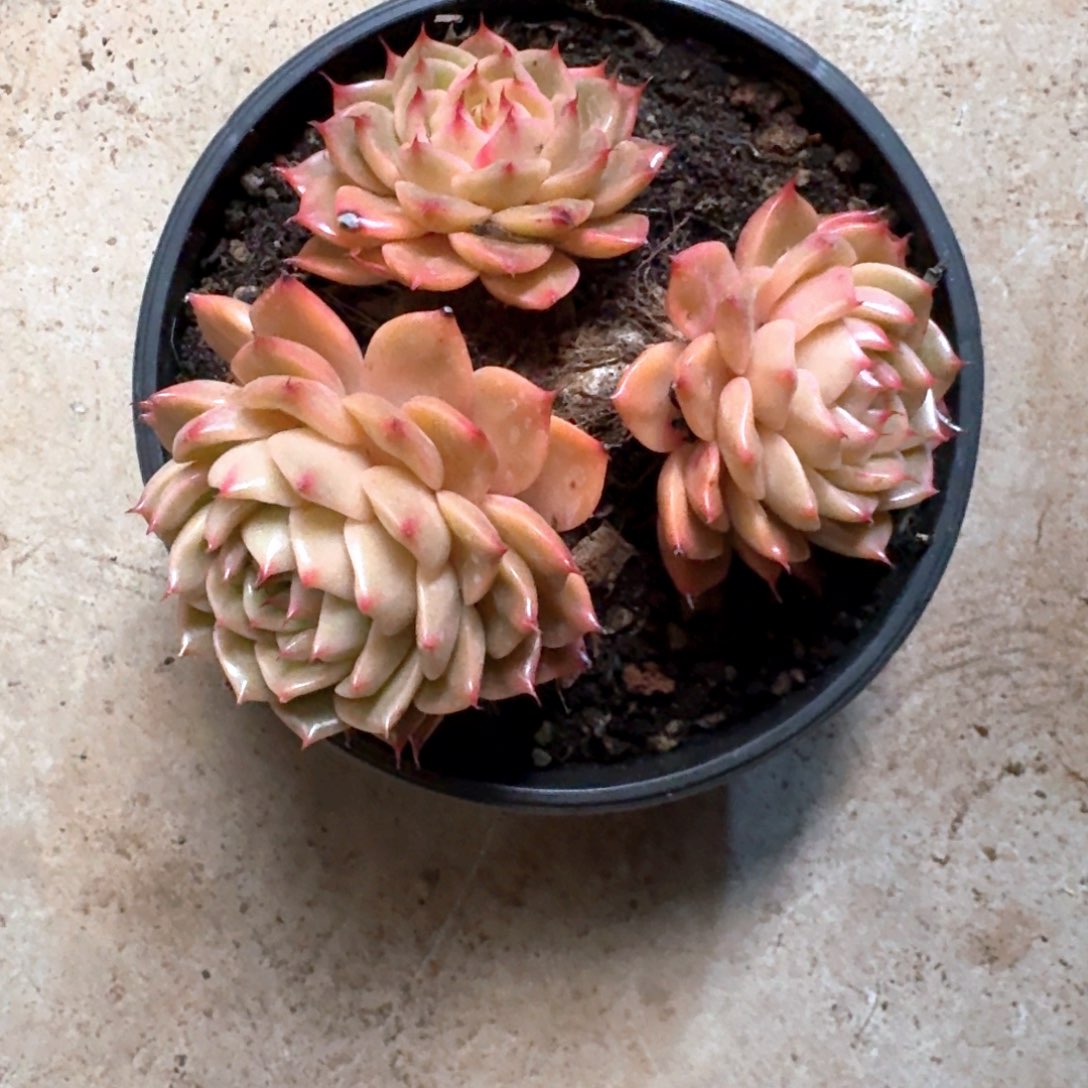 专拍链接多肉精品小精灵