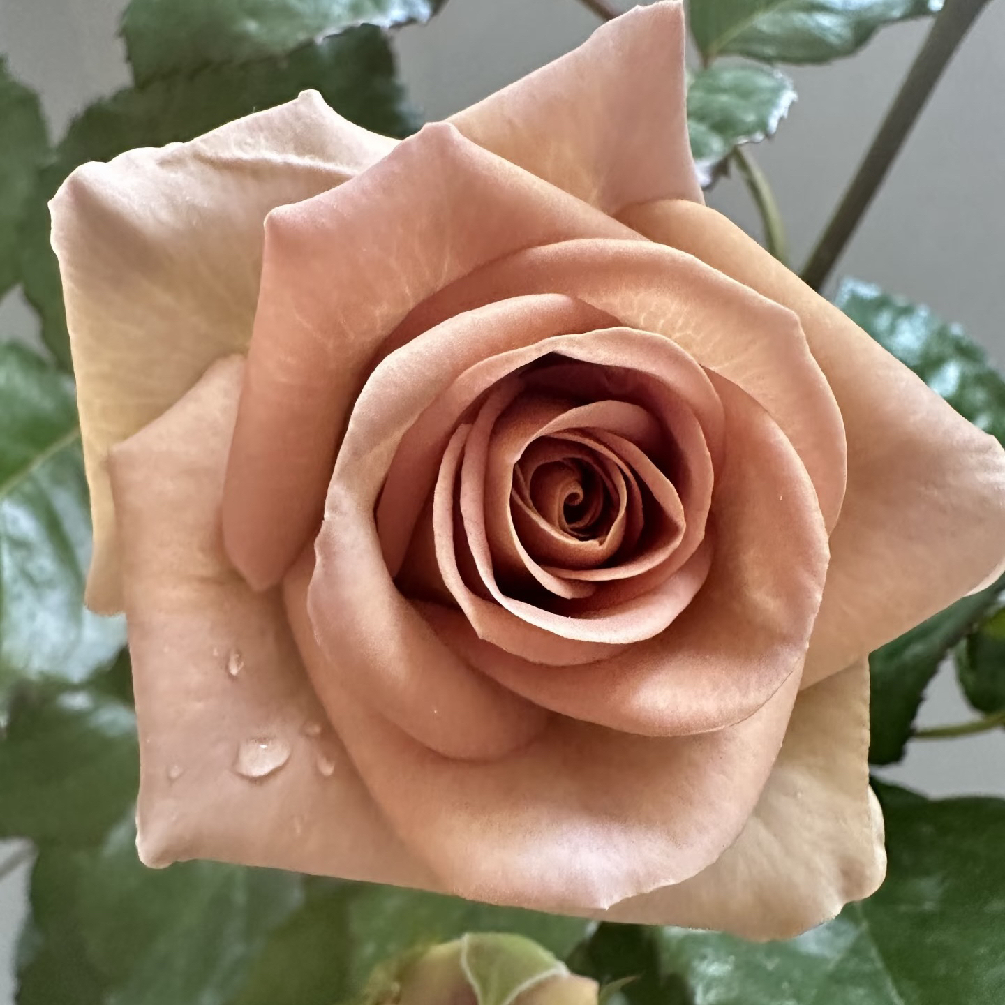 失忆 月季花 大花浓香多季勤花 根接苗 原盆原土发货