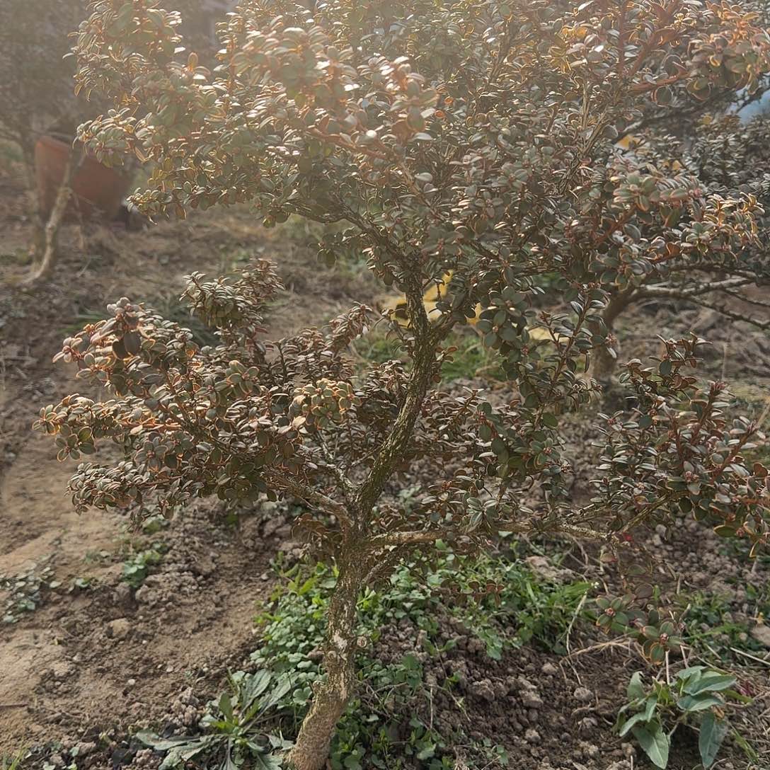 无花朵安徽珍珠黄杨460
