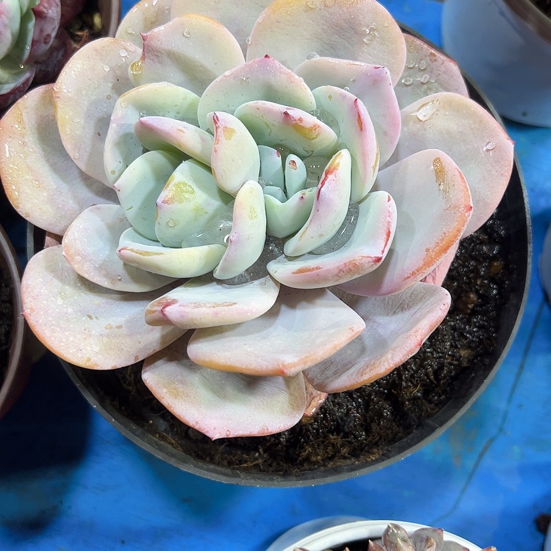 奶茶221号多肉植物