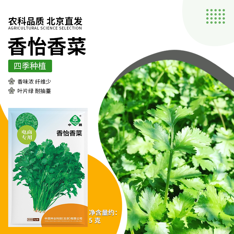 【农科院】大叶香菜种子阳台蔬菜耐寒蔬菜种子小香菜种子盆栽香菜籽