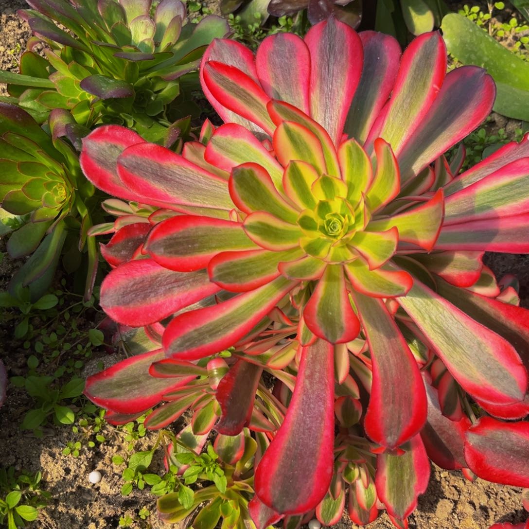 653多肉植物一物一拍