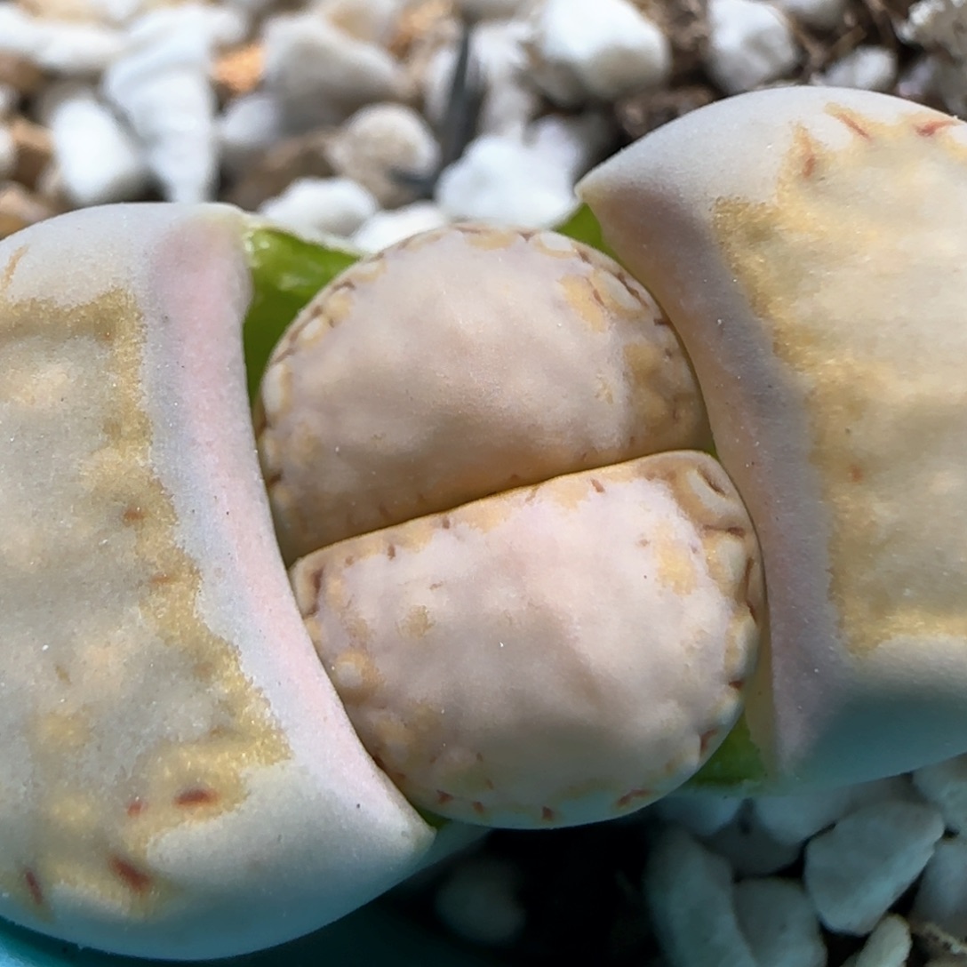 2.22。215饼干。5039