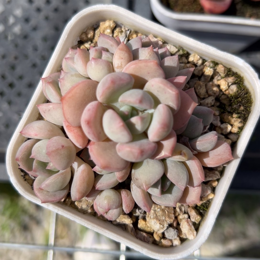 蜜桃格林精控多肉一物一拍