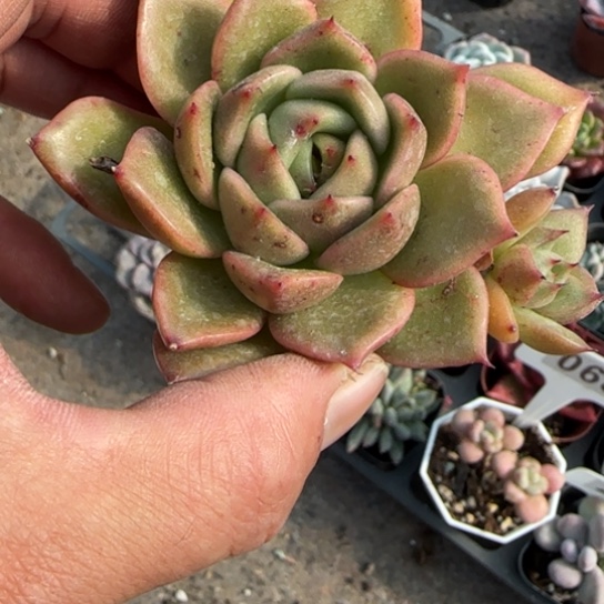 64白玫瑰多肉植物多