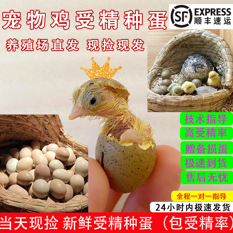 全色系网红宠物芦丁鸡受精种蛋可孵化蛋当天新鲜高受精率种蛋