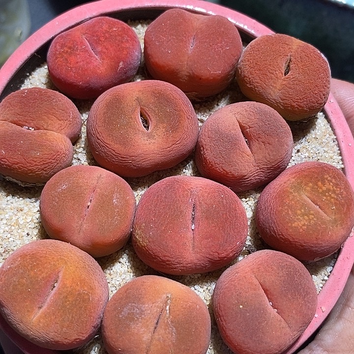 正版水蜜桃一颗  买2送1