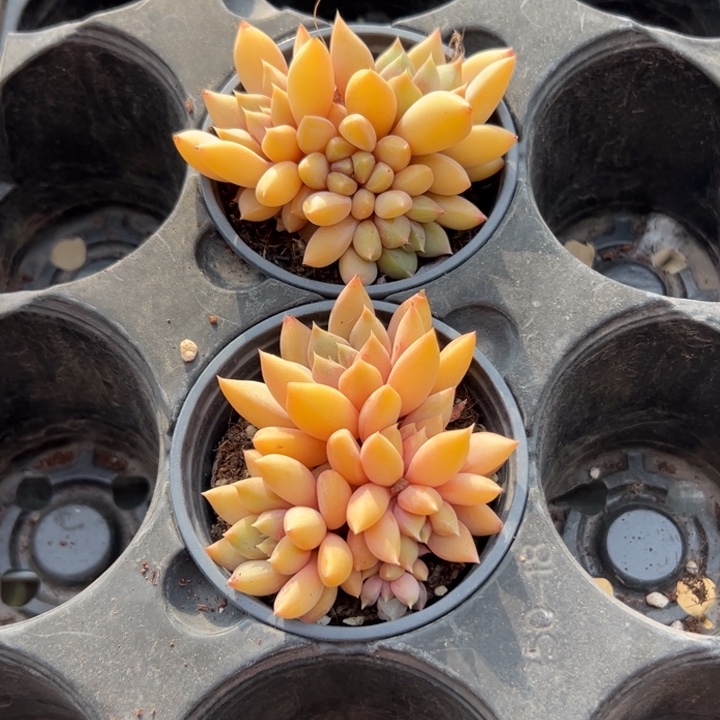 新疆包邮 红象牙