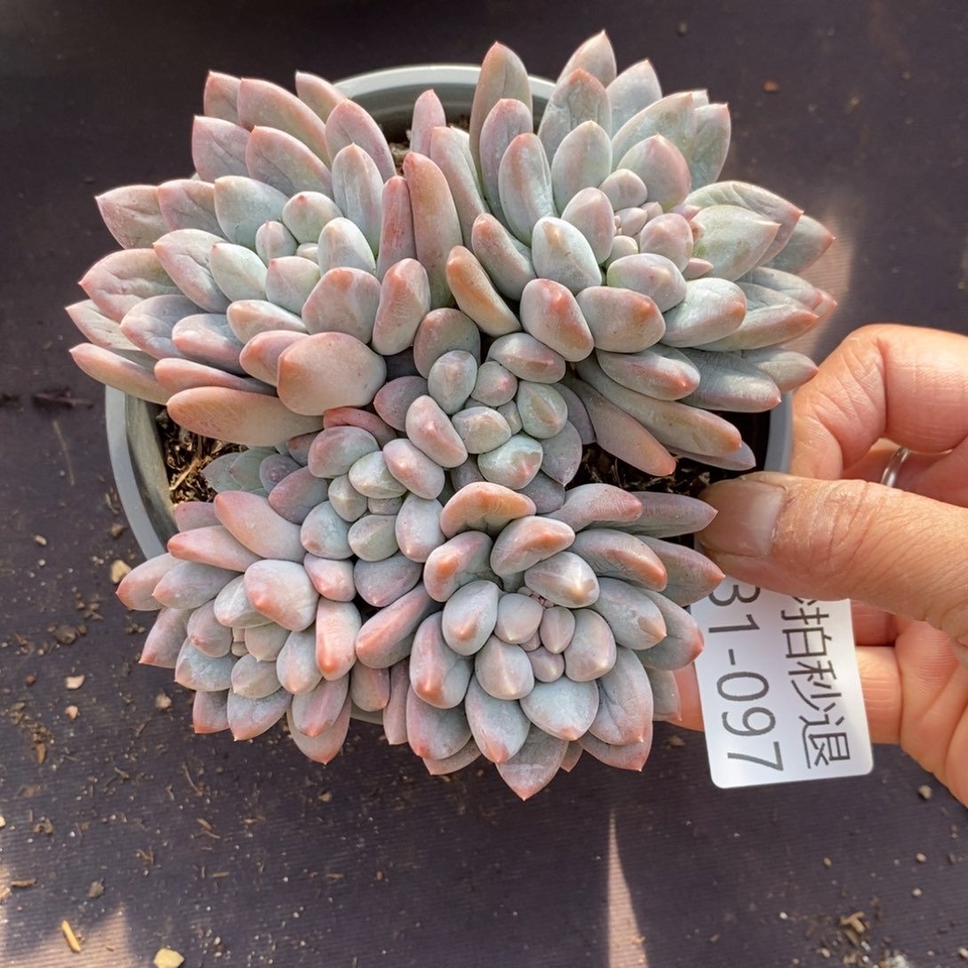 两单包邮1231-97奶糖