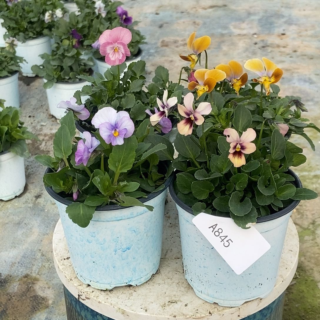 大部分花苞少量开放845