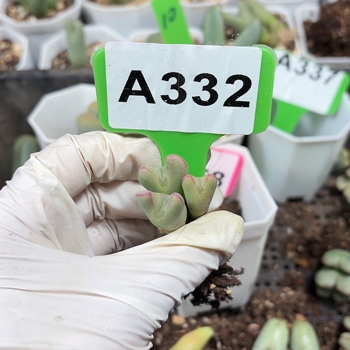 ****）332nbhhnhhhhgggghhhhh