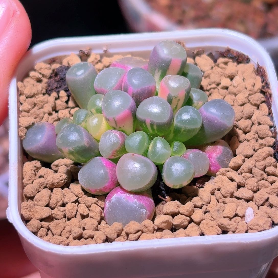 480号五十铃玉锦多肉植物锦一物一拍带盆土发货