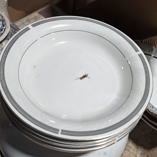 茶盏陶瓷盘子碗啥都有