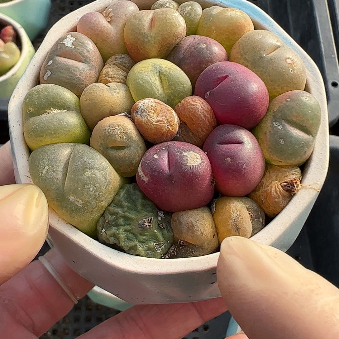 207001/带盆发彩拼………………………