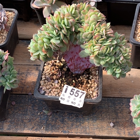 杂交缀化557 亏本处理退款拉黑7-8天发货