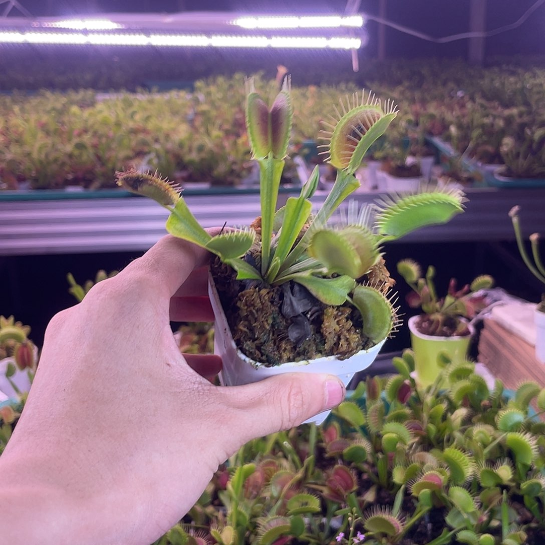 当前无花栽培后可以开花福利捕蝇草